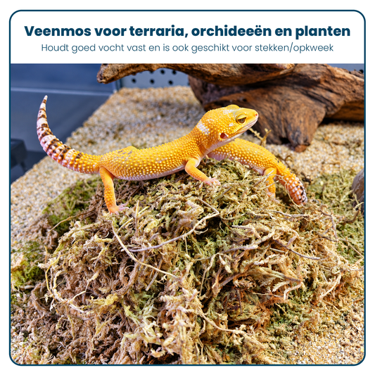 New Zeeland Sphagnum Moss