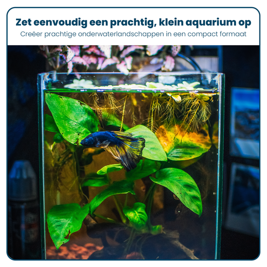 Vollglas-Aquarium - quadratisch