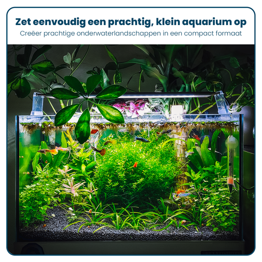 Ganzglas-Aquarium - Rechteckig