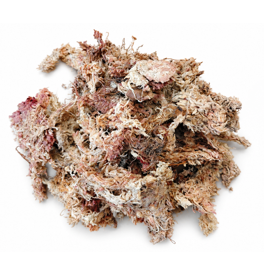 Chileense Sphagnum Mos