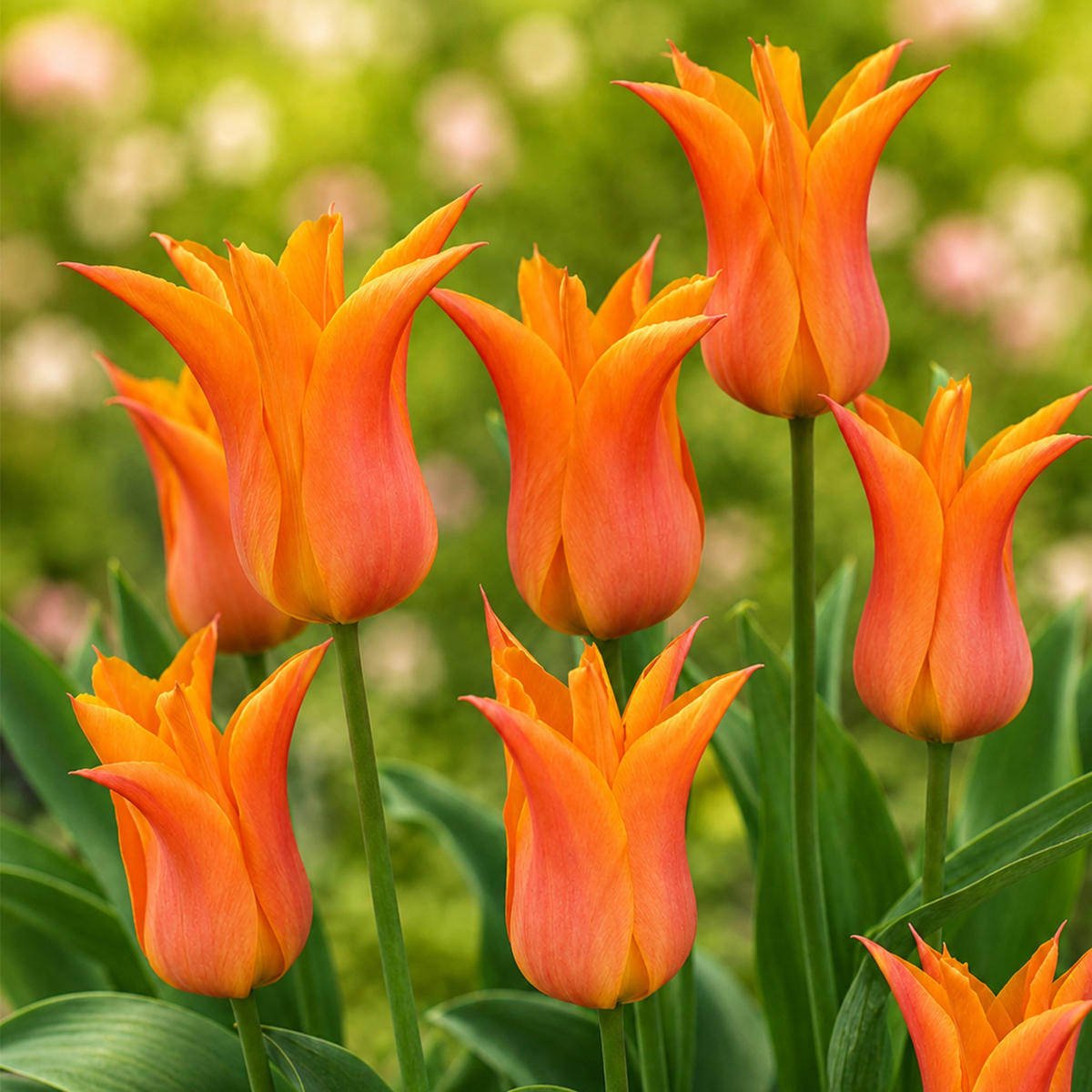 Tulpen Bloembollen (per 20 stuks)