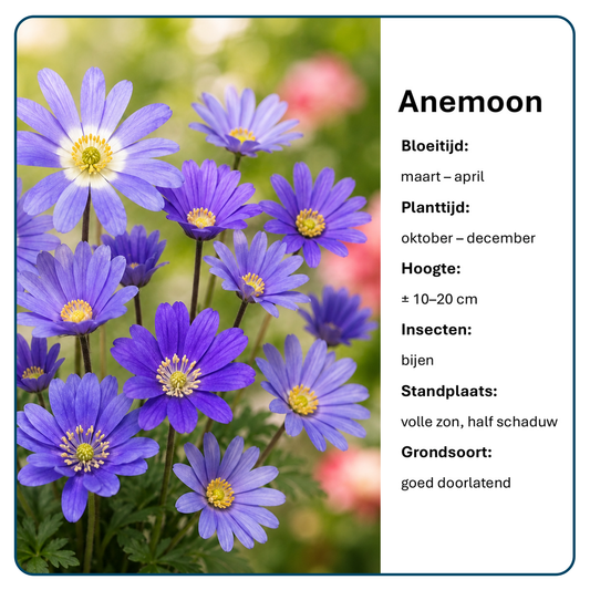 Anemoonbollen (per 20 stuks)