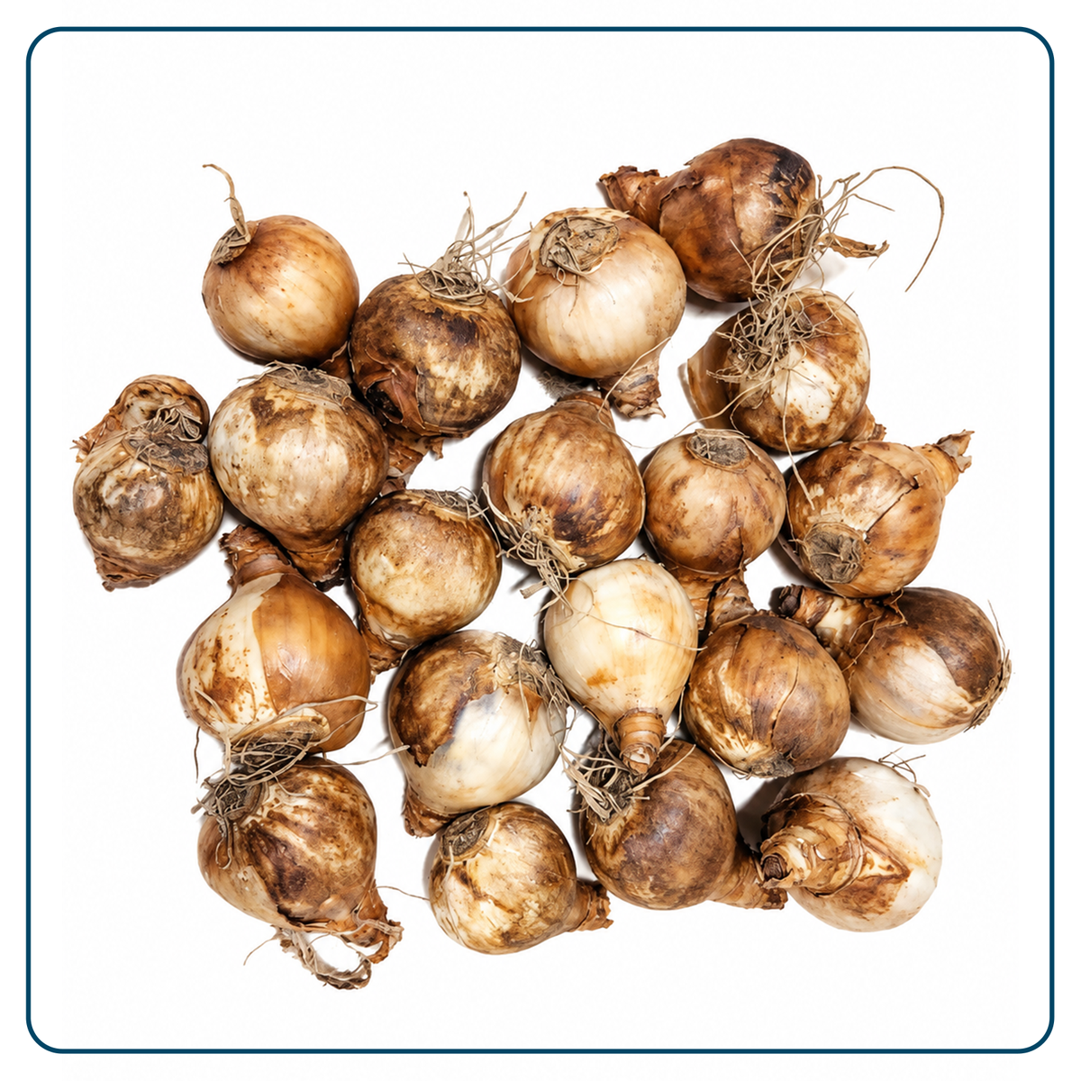 Narcissen Bloembollen (per 20 stuks)