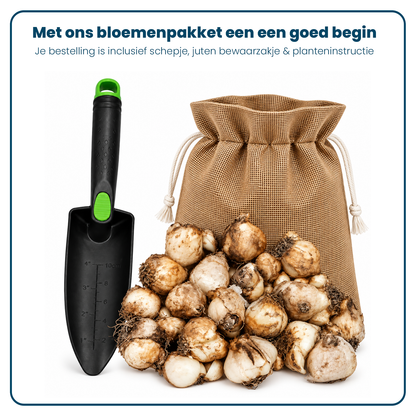 Muscari Bloembollen (per 20 stuks)