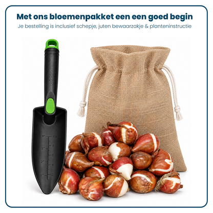 Tulpen Bloembollen (per 20 stuks)
