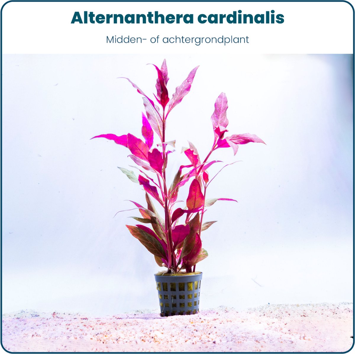 Plantenset - Mix 5