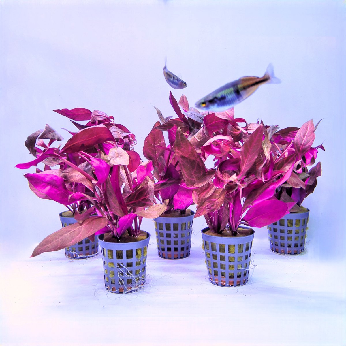 Pflanzenset - Alternanthera cardinalis