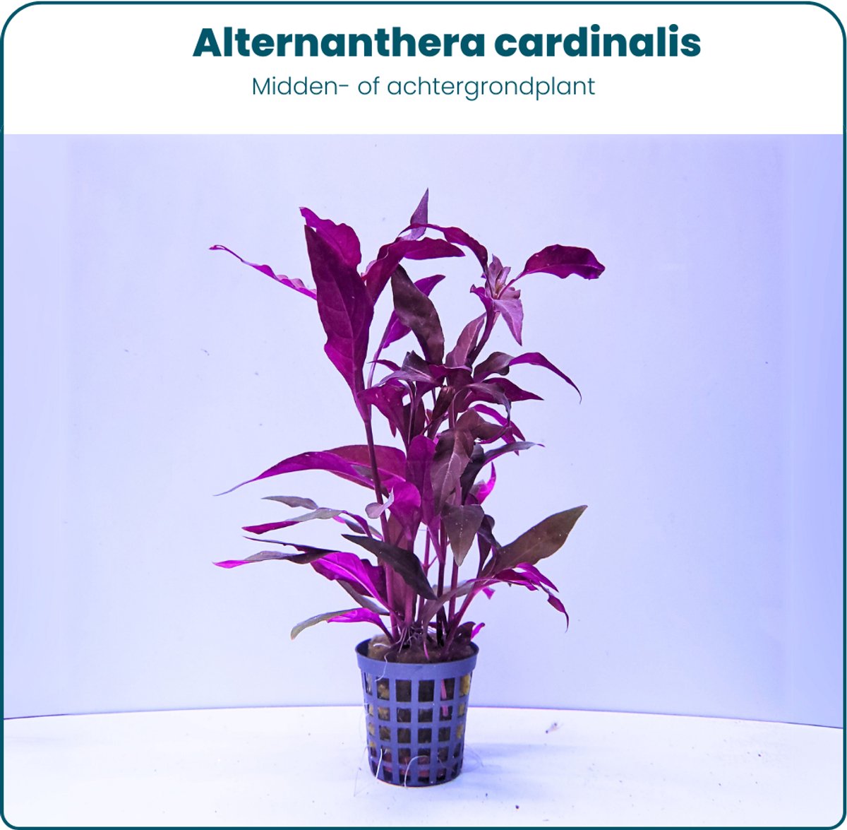 Pflanzenset - Alternanthera cardinalis