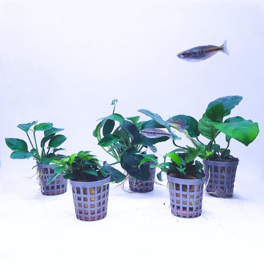 Plantenset – Anubias