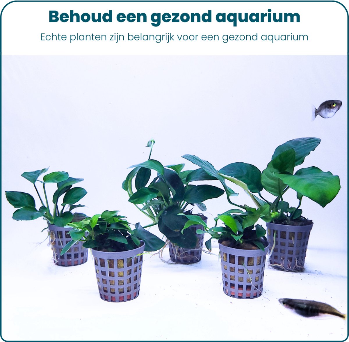 Plantenset – Anubias