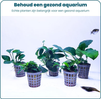 Plantenset – Anubias