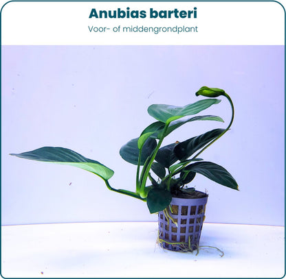 Plantenset – Anubias