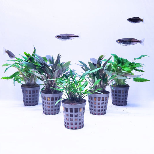 Pflanzenset - Cryptocoryne