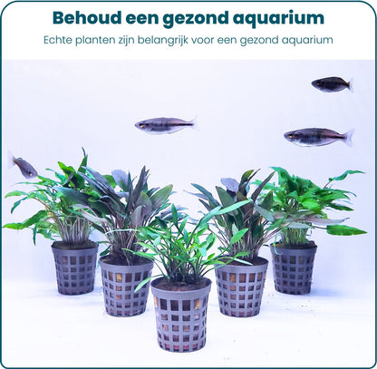 Plantenset - Cryptocoryne