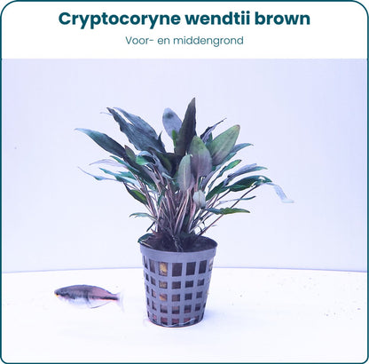 Plantenset - Cryptocoryne
