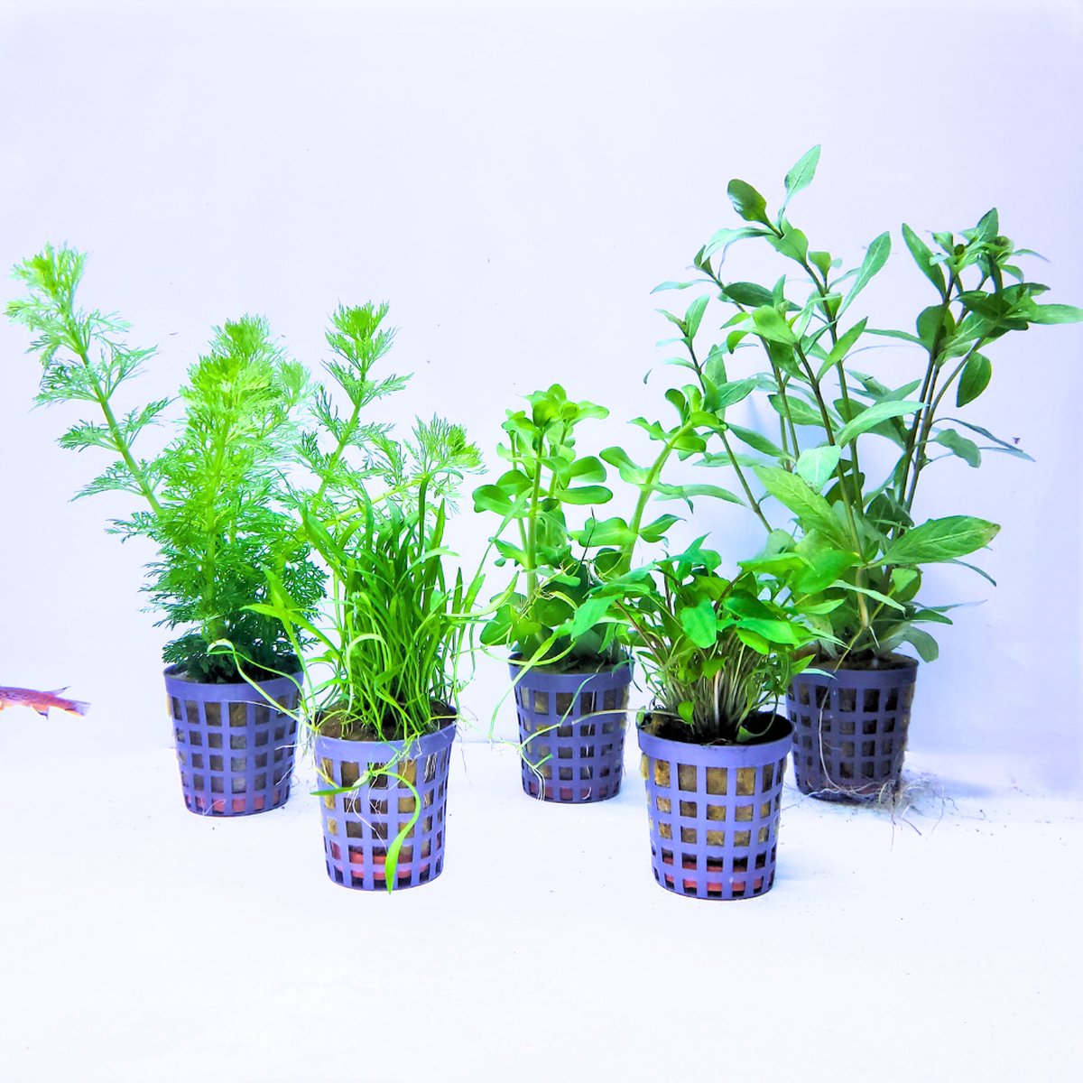Plantenset - Mix 4