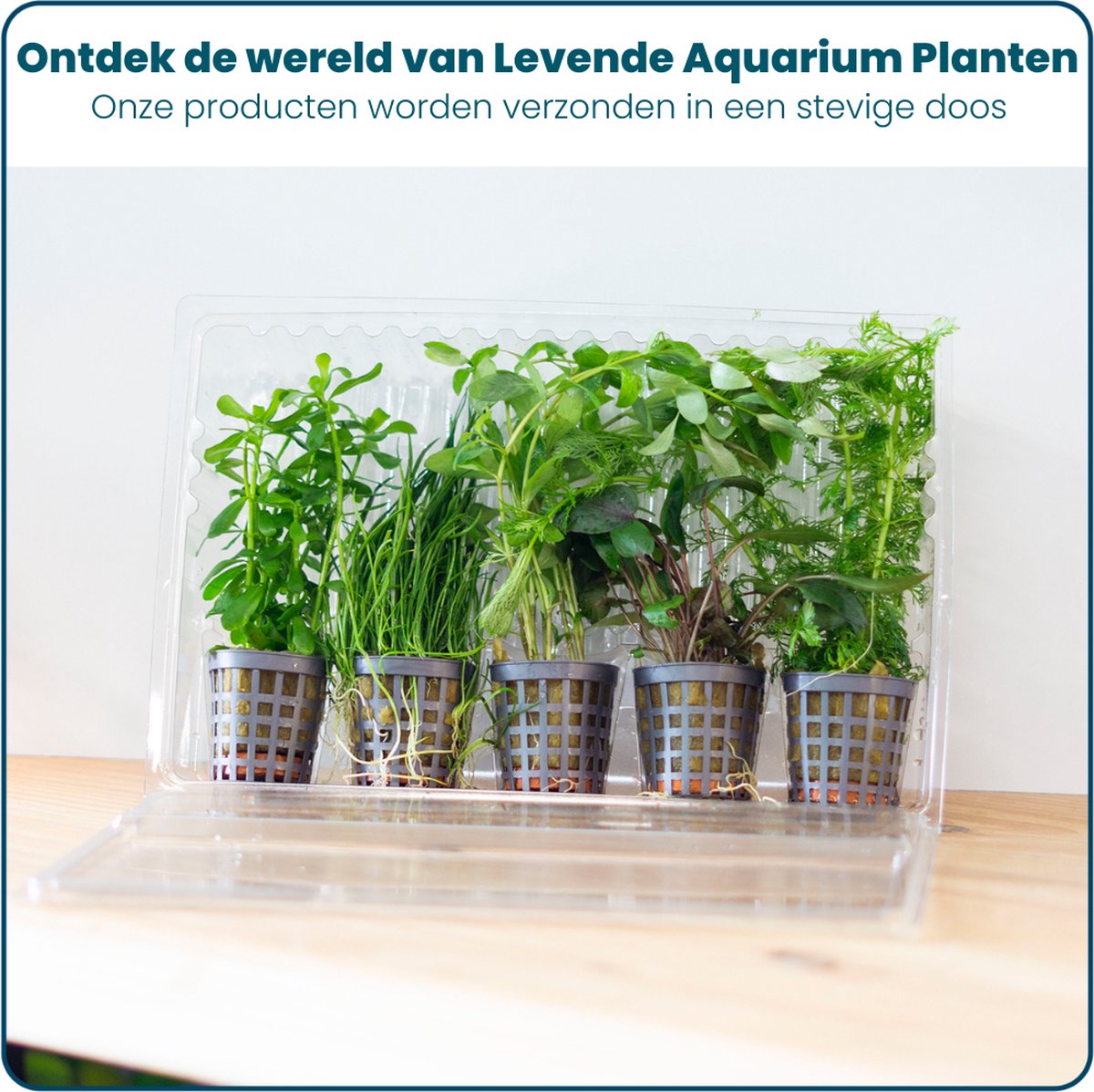 Plantenset – Hygrophila Polysperma