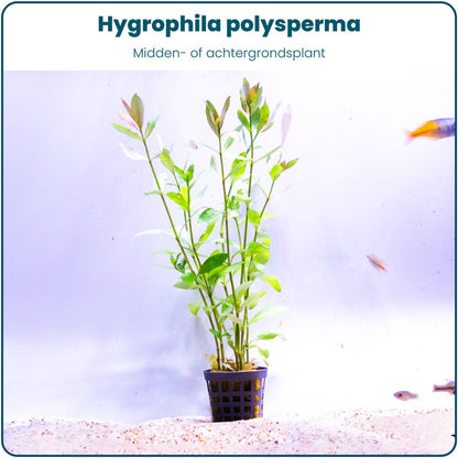 Plantenset – Hygrophila Polysperma
