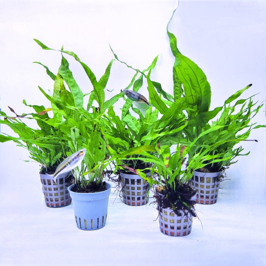 Plantenset – Microsorum pteropus