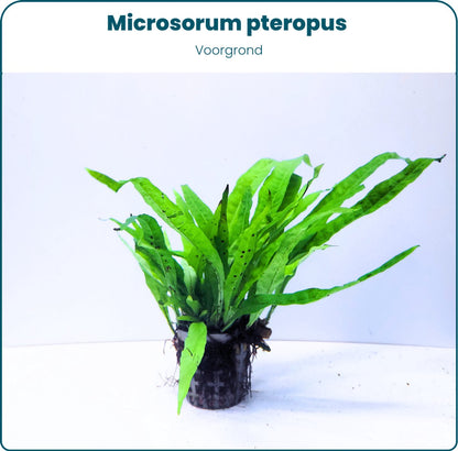 Plantenset – Microsorum pteropus